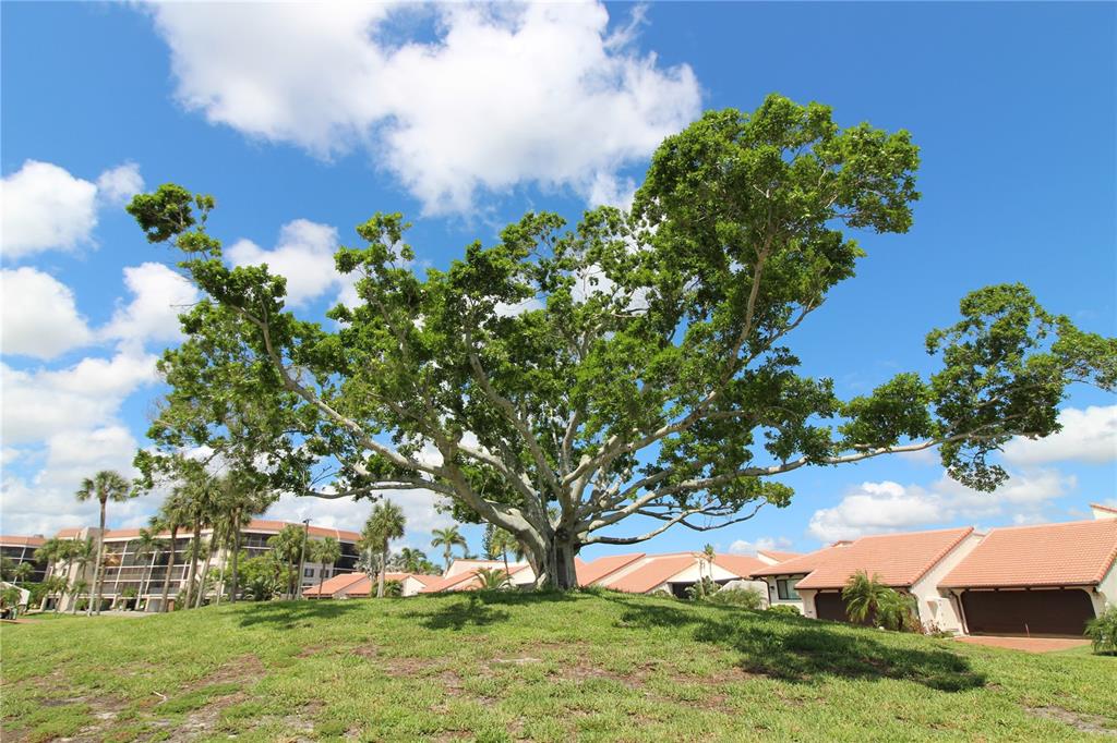 A large, mature tree stands on a grassy hill in front of residential townhomes — 25188 MARION AVENUE UNIT 24, PUNTA GORDA, FL