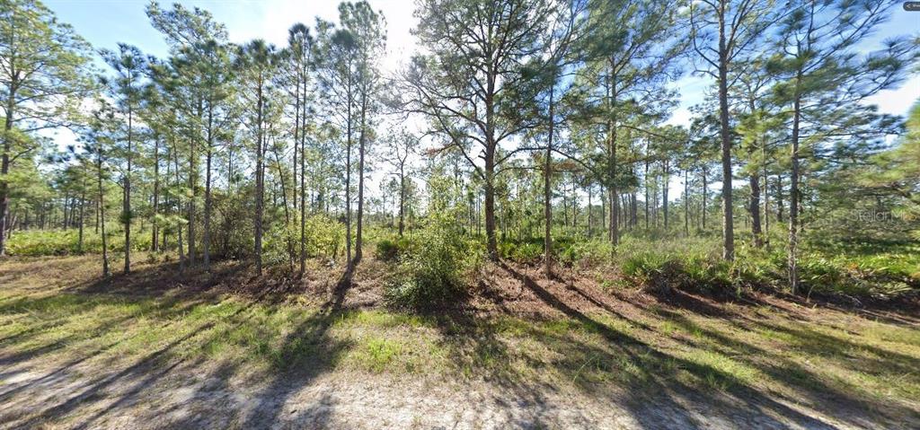 A wooded, undeveloped lot with sandy ground and tall pine trees under a bright sky — 710 PORTULACA DRIVE, INDIAN LAKE ESTATES, FL