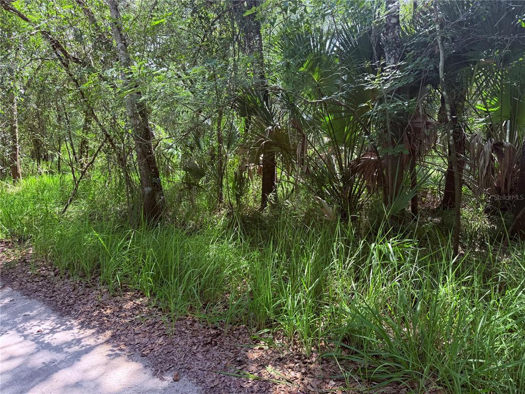A dirt path runs alongside a dense, wooded area filled with tall grass and palms — NE RIVER RIDGE AVENUE, ARCADIA, FL