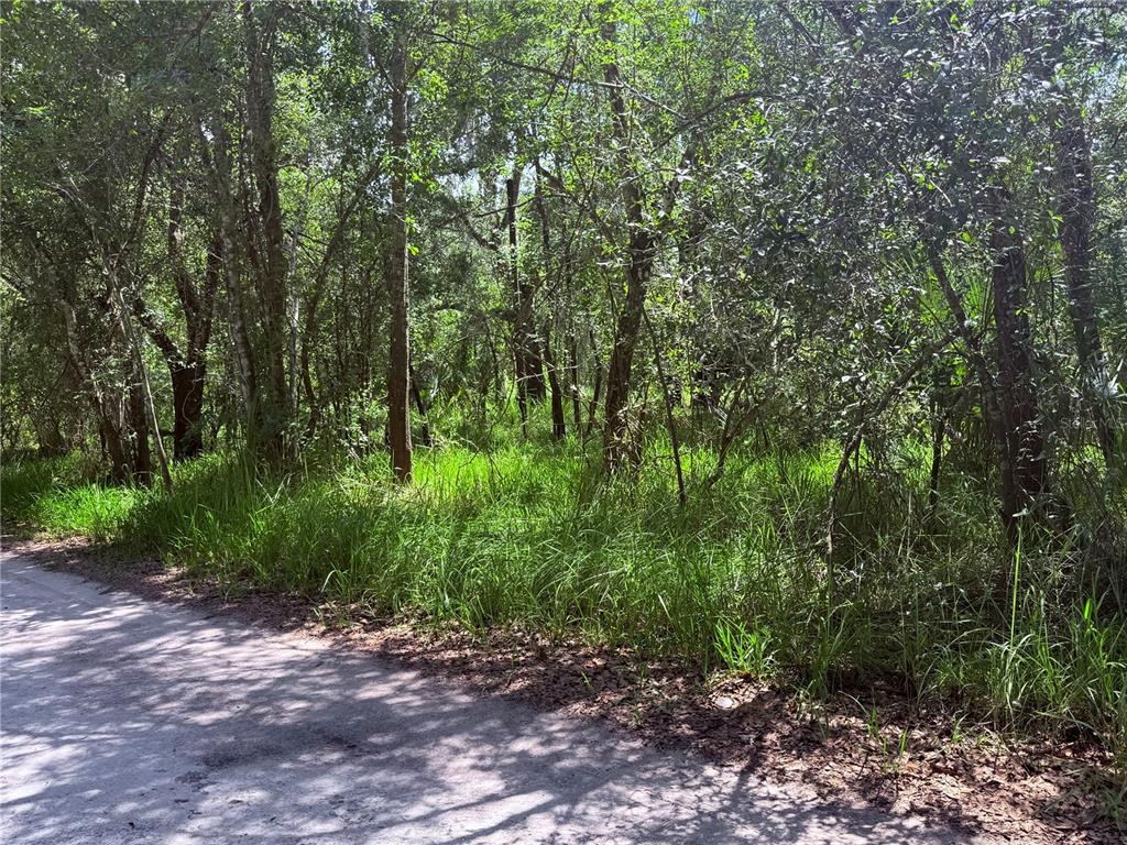 A dirt road runs alongside a dense, wooded area filled with tall trees and grass — NE RIVER RIDGE AVENUE, ARCADIA, FL