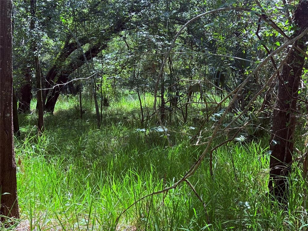 A view of a wooded area with tall green grass and scattered trees — NE RIVER RIDGE AVENUE, ARCADIA, FL