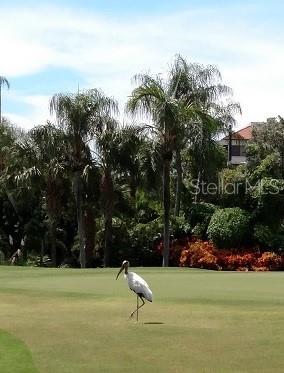A wood stork stands on a grassy lawn in front of palm trees and a house — 6322 PALMA DEL MAR BOULEVARD S UNIT 305, ST PETERSBURG, FL