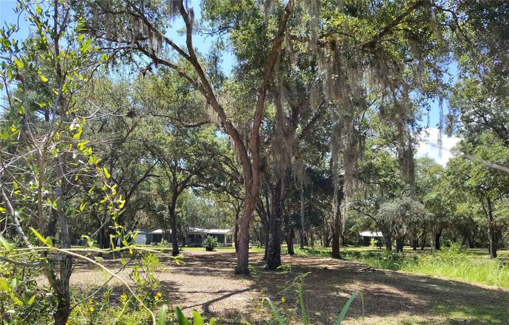A wooded lot with large oak trees draped in Spanish moss and a distant house — 12627 BLACKBERRY LANE, LAKE WALES, FL