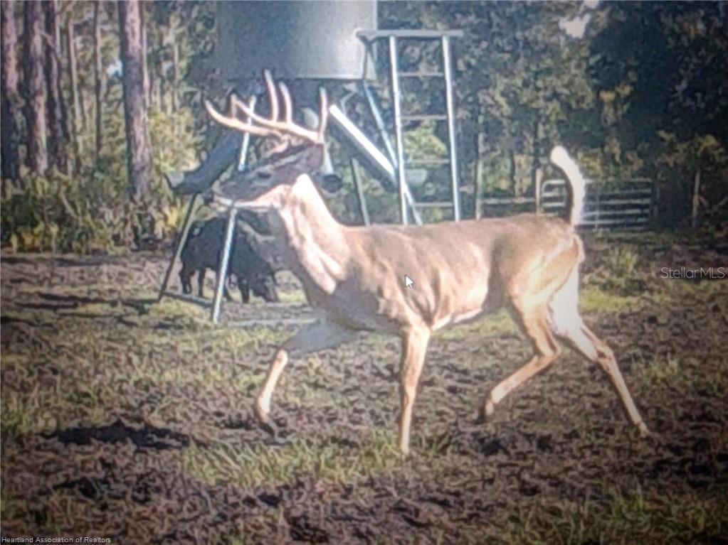 A deer with antlers stands in a wooded area near a metal wildlife feeder — 17470 COUNTY ROAD 731, VENUS, FL