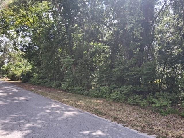 A paved road runs alongside a dense, wooded lot with mature trees and thick undergrowth — NW 2ND STREET, WEBSTER, FL
