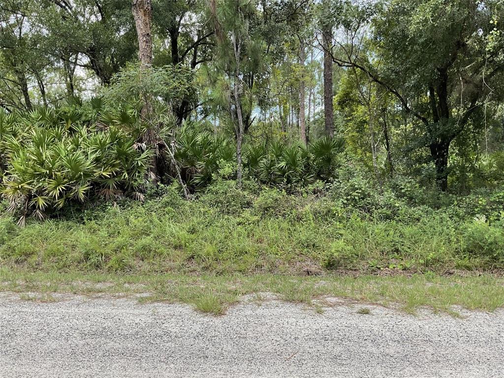 A gravel road borders a dense, wooded lot filled with saw palmettos and tall trees — 4940 KENNETH STREET, HASTINGS, FL