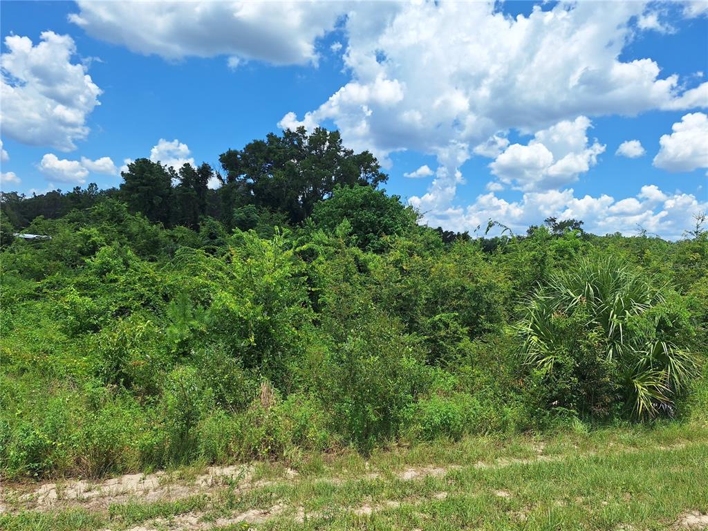 A view of a densely wooded, undeveloped lot under a bright blue sky — TBD SE HWY. 19, OLD TOWN, FL