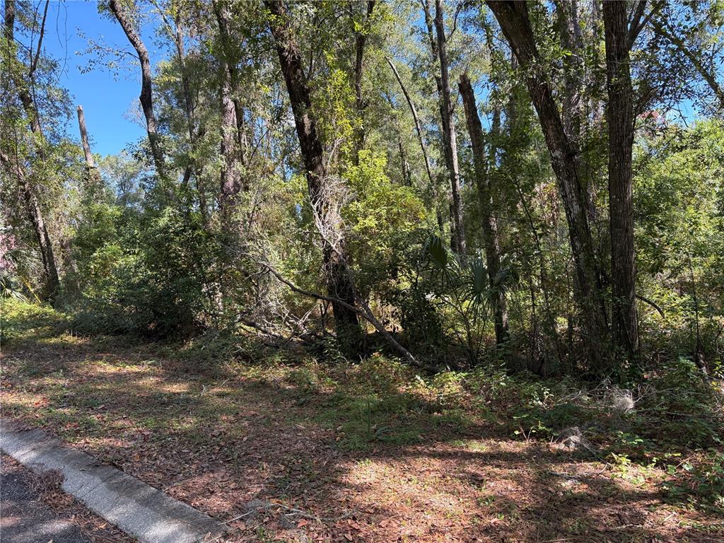 A wooded, undeveloped residential lot viewed from the edge of a paved road — 1222 CLOVER TERRACE, INVERNESS, FL