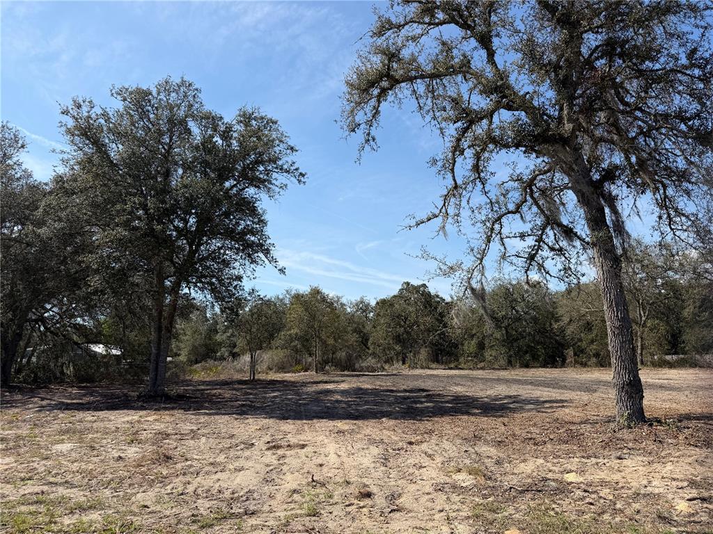 A cleared, sandy lot features several large oak trees under a clear blue sky — TBD NE 106TH TERRACE, BRONSON, FL
