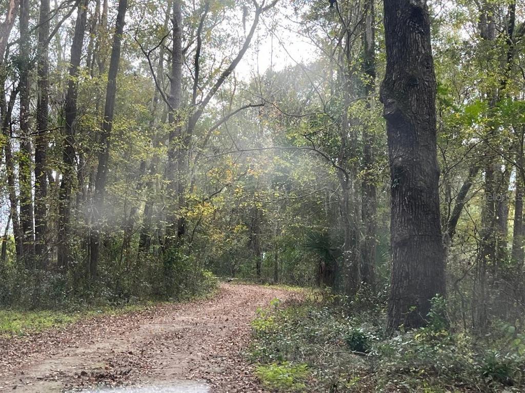 A dirt path winds through a wooded area with tall trees and scattered fallen leaves — 1602A SW WILLISTON ROAD, GAINESVILLE, FL