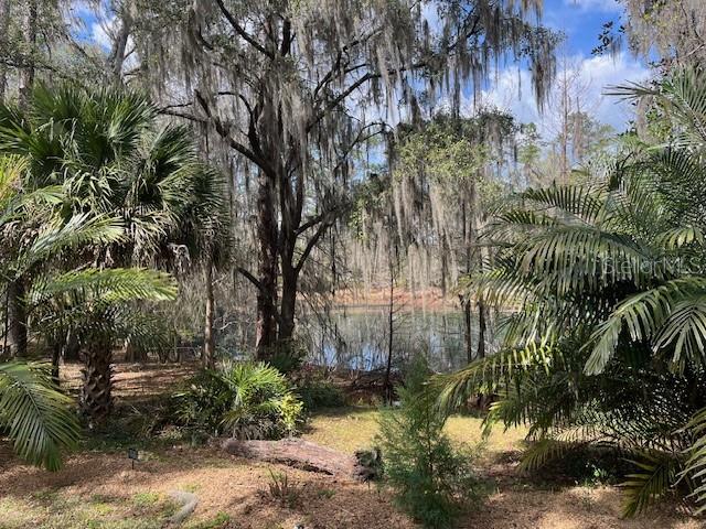 A view of a lake through trees draped with Spanish moss and palm trees — 2049 NW 9TH AVENUE, GAINESVILLE, FL