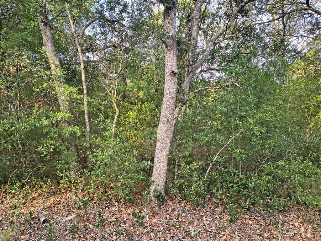 A dense, wooded area with mature trees and a ground layer of fallen leaves — 8821 NE 97TH COURT, BRONSON, FL