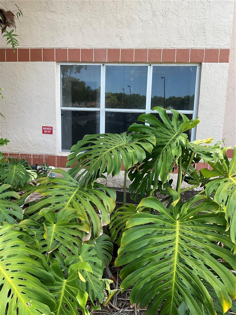 A large monstera plant grows in front of a window on a building exterior — 3320 N Pinewalk Dr N # 1715, Margate FL 33063, MARGATE, FL