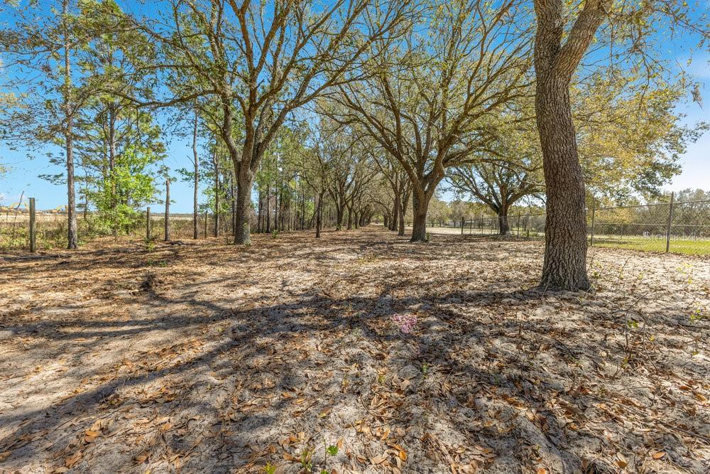 A row of mature oak trees lines a sandy, leaf-covered lot enclosed by a chain-link fence — 4649 MEADOWLAND DRIVE, MOUNT DORA, FL