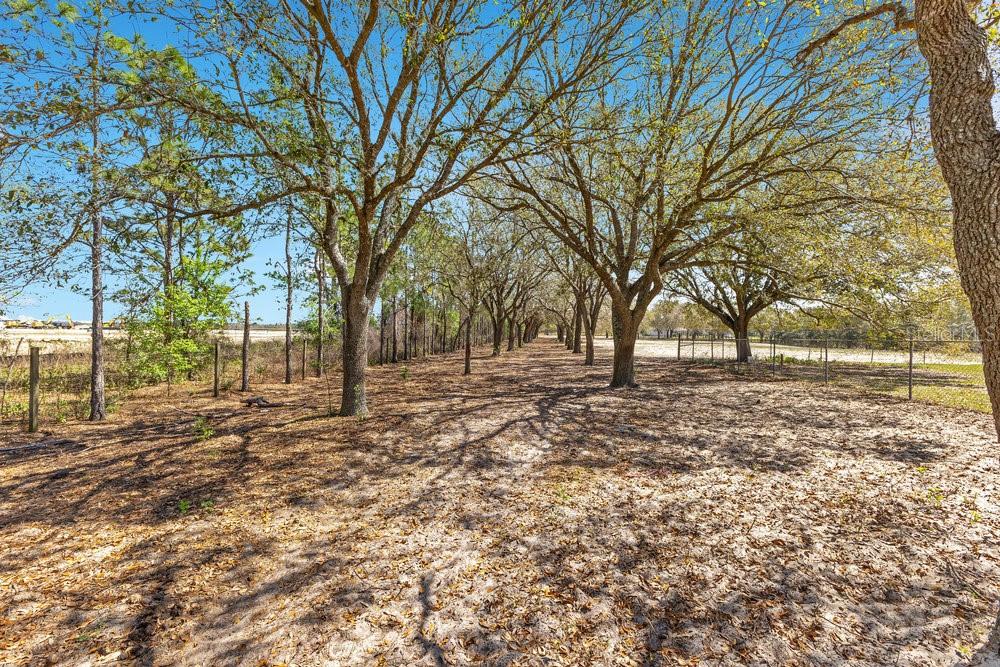 A row of mature trees lines a sandy, fenced yard under a clear blue sky — 4649 MEADOWLAND DRIVE, MOUNT DORA, FL
