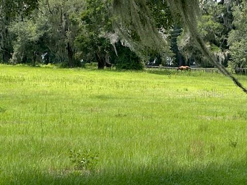 A grassy field with scattered trees and a horse in the background — 14854 NE JACKSONVILLE ROAD, CITRA, FL