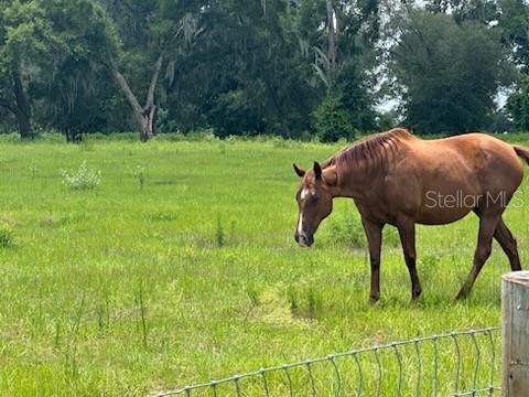 A brown horse grazes in a grassy pasture with trees in the background — 14854 NE JACKSONVILLE ROAD, CITRA, FL
