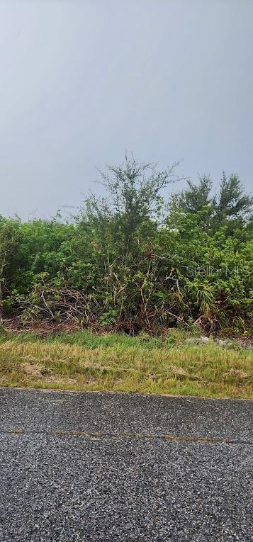 A view of a vacant, overgrown lot covered in dense brush and trees from a road — 8183 CLYDE CIRCLE, PORT CHARLOTTE, FL