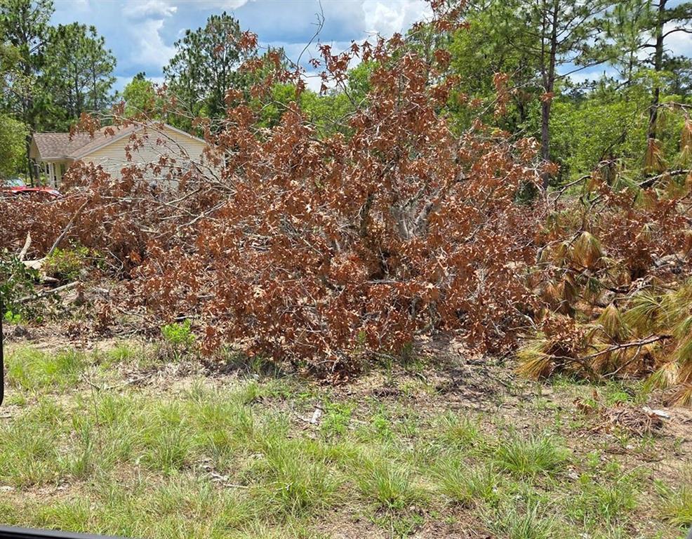 tbd NE 14TH PLACE, WILLISTON, FL — photo 2 of 3