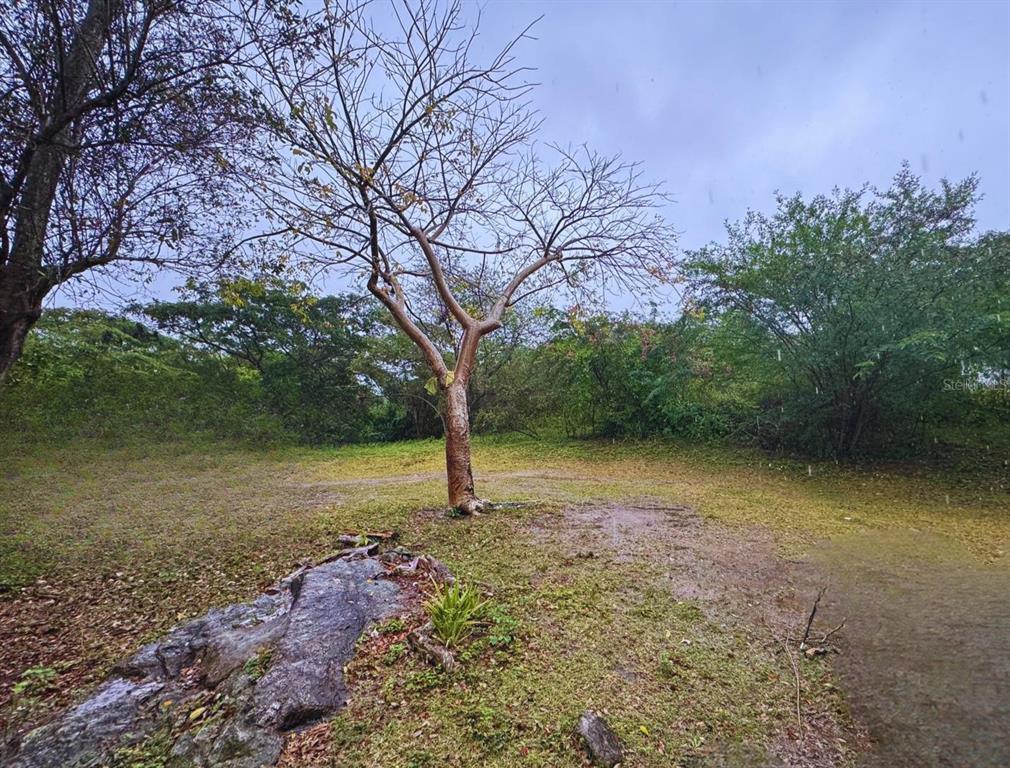 A bare tree stands in a grassy, partially wooded lot under an overcast sky — Calle #10 COMM MONTE SANTO P-2, VIEQUES, PR