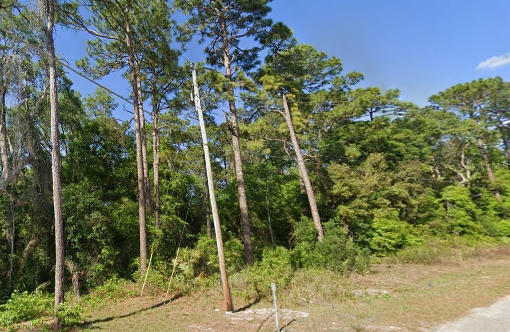 A utility pole stands in front of a dense wooded area with tall pine trees — SE 17TH LANE, OCKLAWAHA, FL