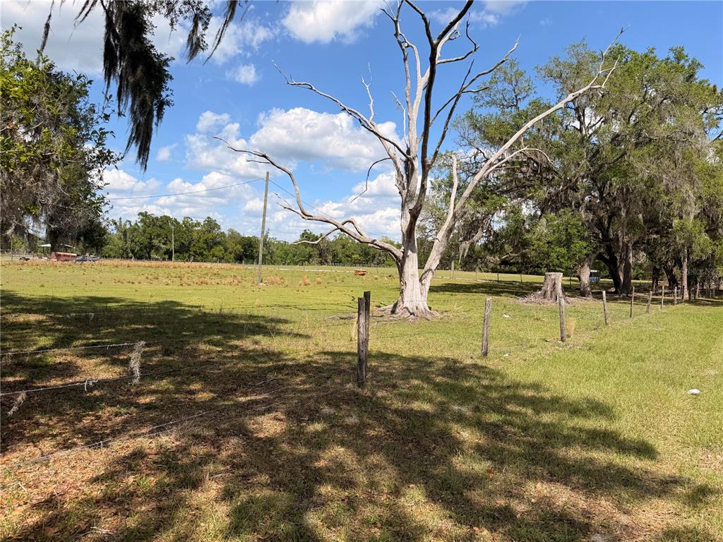 A large, bare tree stands in the middle of a grassy, fenced-in field — 20512 RAMER ROAD, DADE CITY, FL