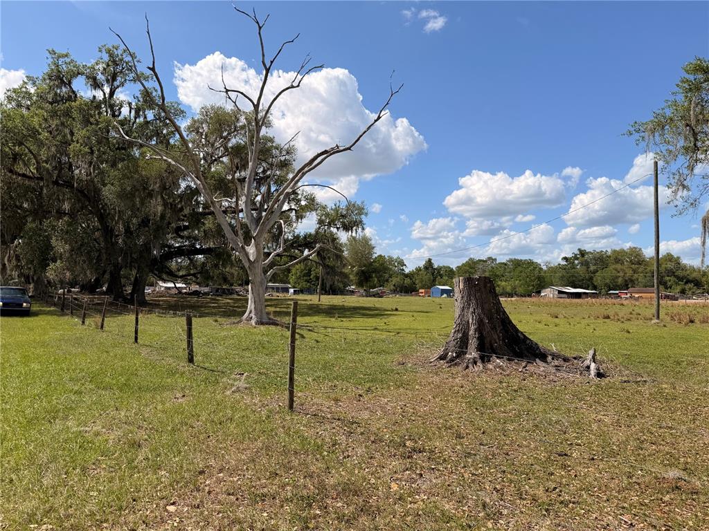 A large, bare tree and a prominent tree stump stand in a grassy field — 20512 RAMER ROAD, DADE CITY, FL