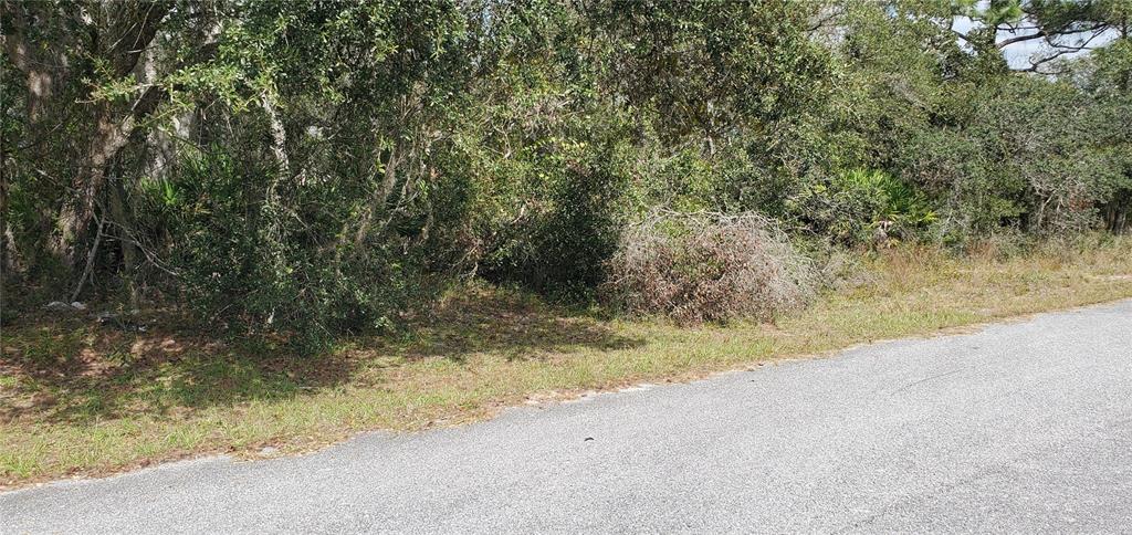 A paved road runs alongside a wooded lot with dense trees and brush — 1227 ALAFIA WAY, KISSIMMEE, FL