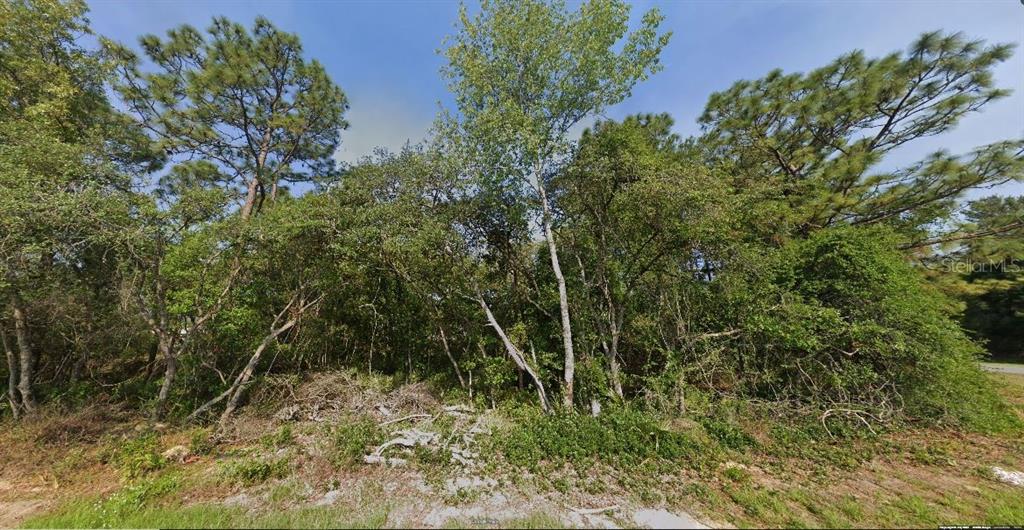 A wooded, undeveloped residential lot featuring various trees and shrubs under a blue sky — SW 133 LOOP, OCALA, FL
