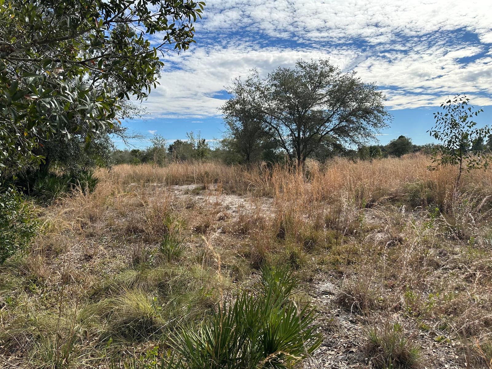 A grassy, undeveloped lot features scattered trees and shrubs under a blue, cloudy sky — 15322 NW 252nd Street, Okeechobee FL 34972, OKEECHOBEE, FL