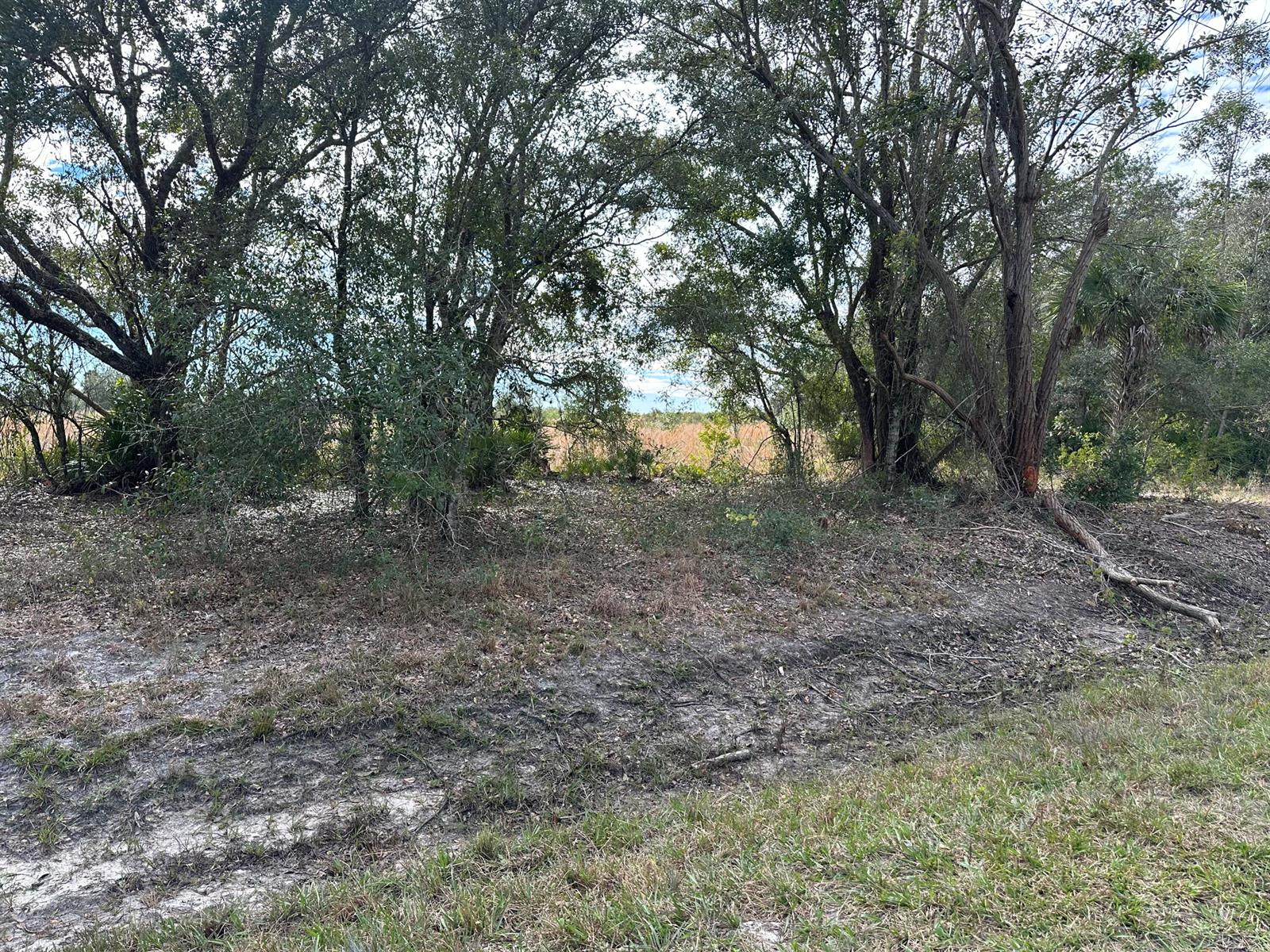 A wooded lot with a dirt path leading toward an open field in the background — 15322 NW 252nd Street, Okeechobee FL 34972, OKEECHOBEE, FL