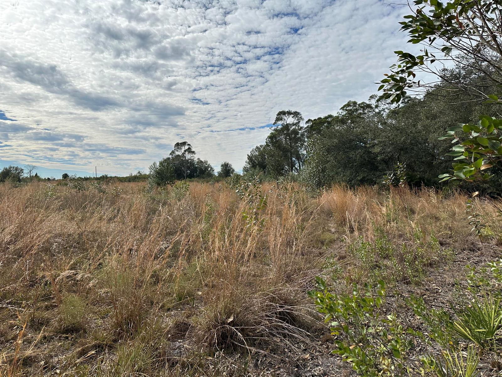A grassy, undeveloped lot features scattered small trees and a dense forest line under clouds — 15322 NW 252nd Street, Okeechobee FL 34972, OKEECHOBEE, FL