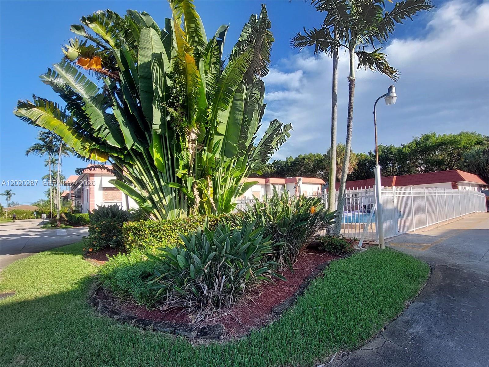 A large tropical plant stands in a landscaped garden bed next to a swimming pool — 3550 NW 8th Ave # 713, Pompano Beach FL 33064, POMPANO BEACH, FL