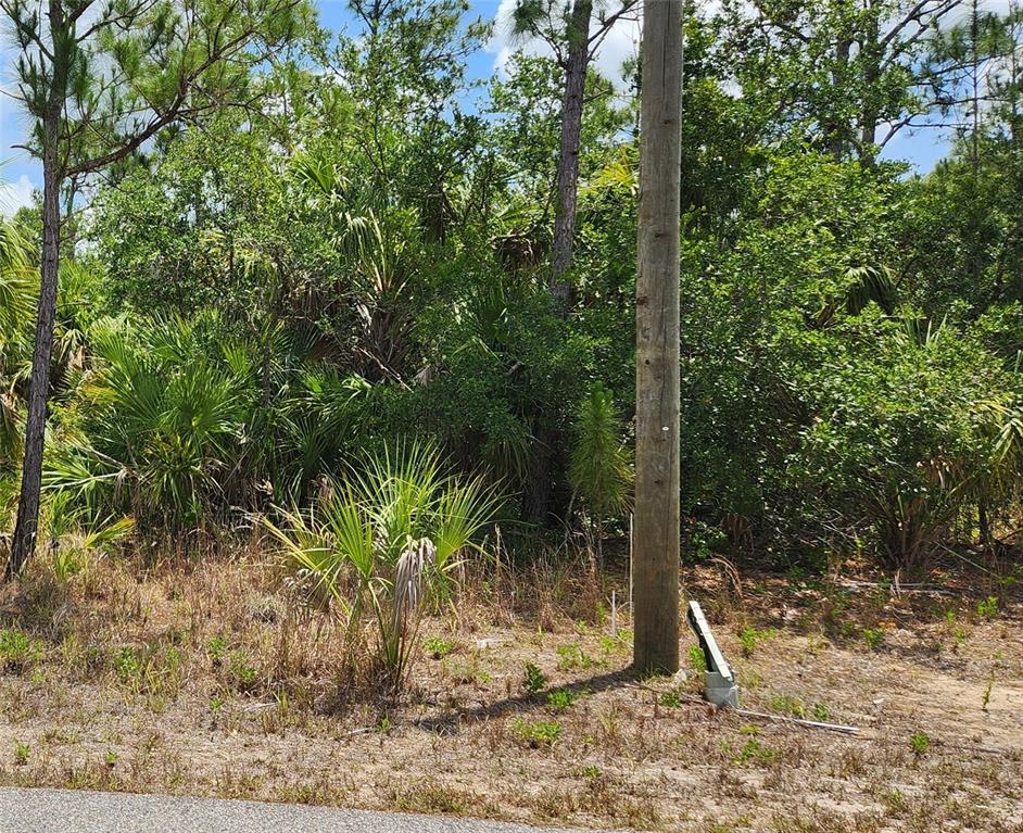 A utility pole stands on a wooded, undeveloped lot with dense vegetation and palm trees — INVERNESS STREET, NORTH PORT, FL