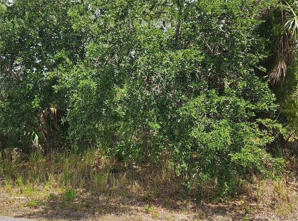 A dense thicket of green trees and shrubs grows on a grassy, unpaved lot — INVERNESS STREET, NORTH PORT, FL