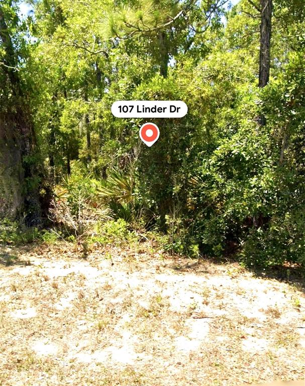 This photo shows a densely wooded, undeveloped lot with sandy ground in the foreground — 107 LINDER DRIVE, HOMOSASSA, FL
