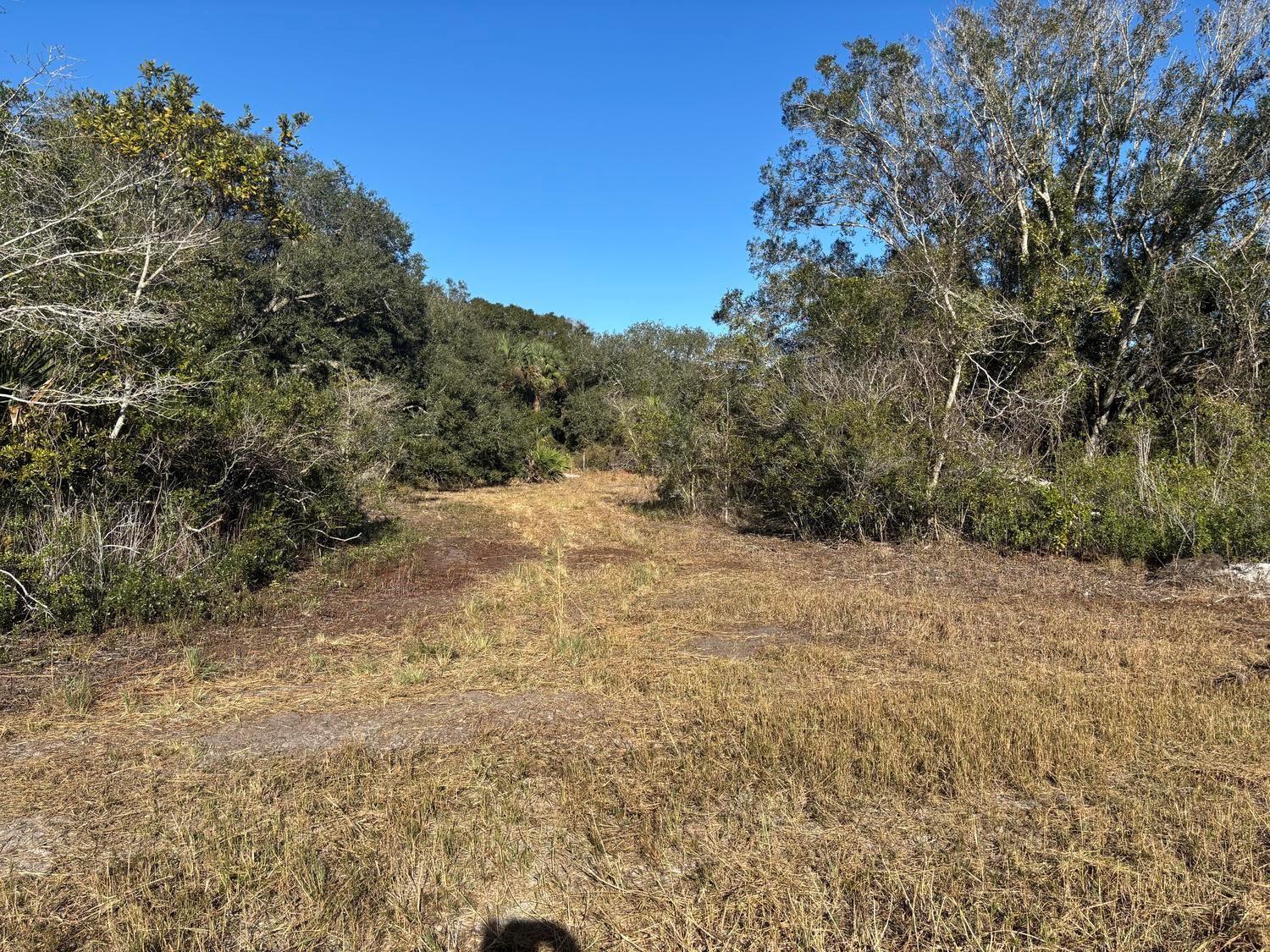 A grassy, cleared path leads into a dense wooded area under a clear blue sky — 0 NW 296th Street, Okeechobee FL 34972, OKEECHOBEE, FL
