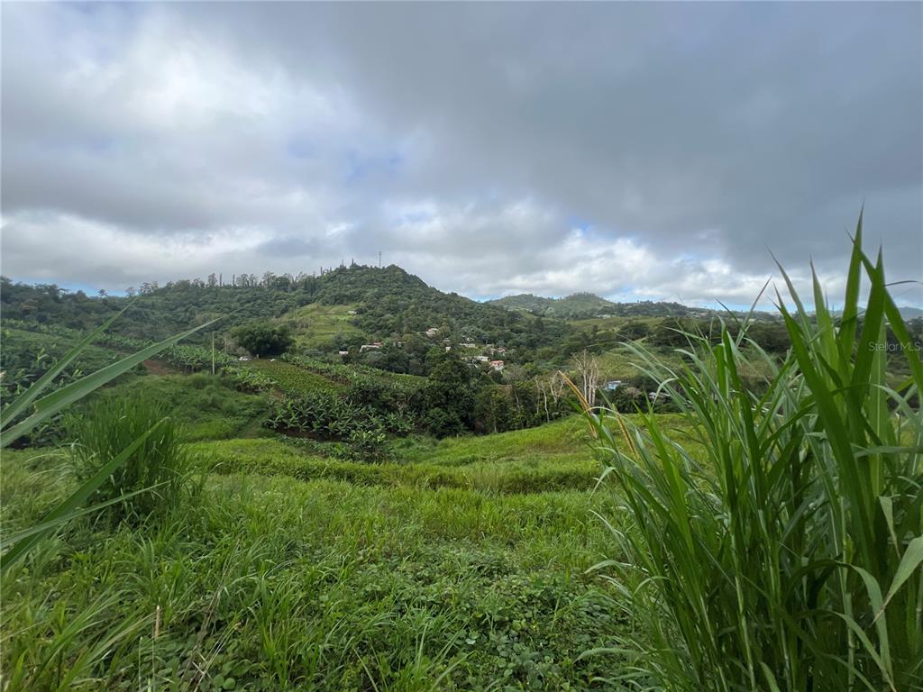 A grassy hillside overlooks a valley with lush vegetation, banana trees, and distant mountain homes — KM 0.2 INT Bo. Helechal PR 152, BARRANQUITAS, PR