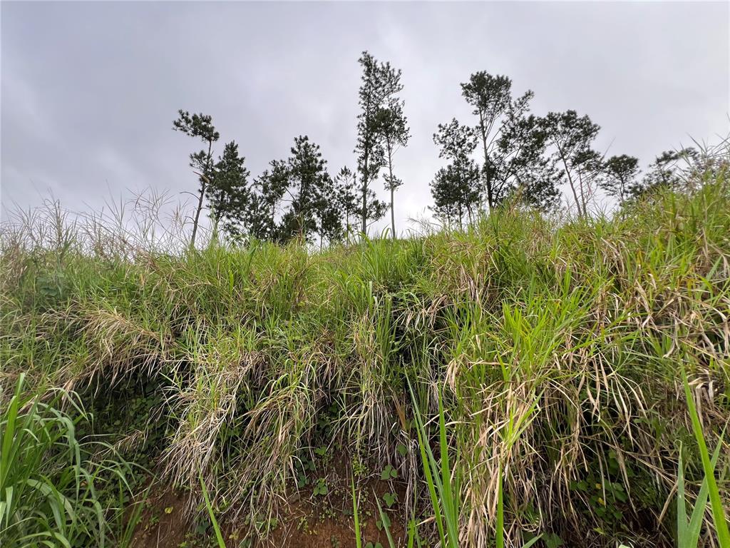 A grassy hillside slopes upward toward a line of tall pine trees under a cloudy sky — KM 0.2 INT Bo. Helechal PR 152, BARRANQUITAS, PR