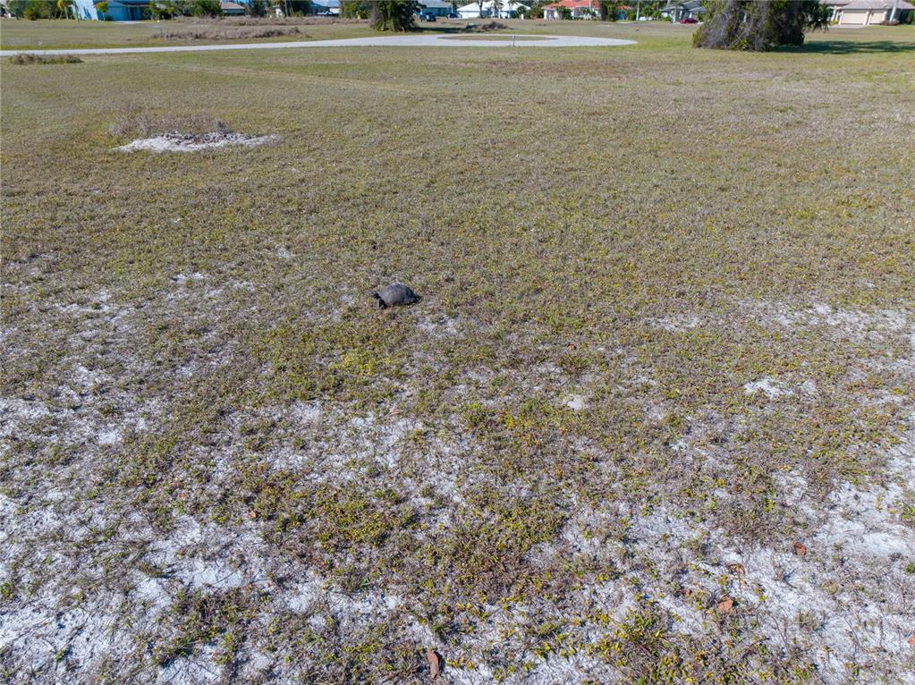 A gopher tortoise sits in the middle of a large, grassy, undeveloped residential lot — 17154 SUGAR COURT, PUNTA GORDA, FL