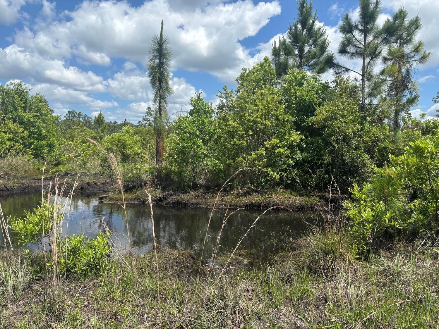 A small, dark pond sits in front of a wooded area with pine trees — 0 Holopaw Groves Road, FL 34772, FL