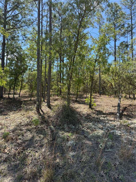 A wooded lot features tall pine trees and scattered low-lying vegetation under a blue sky — LOT# 8 SW MINEOLA LANE, DUNNELLON, FL