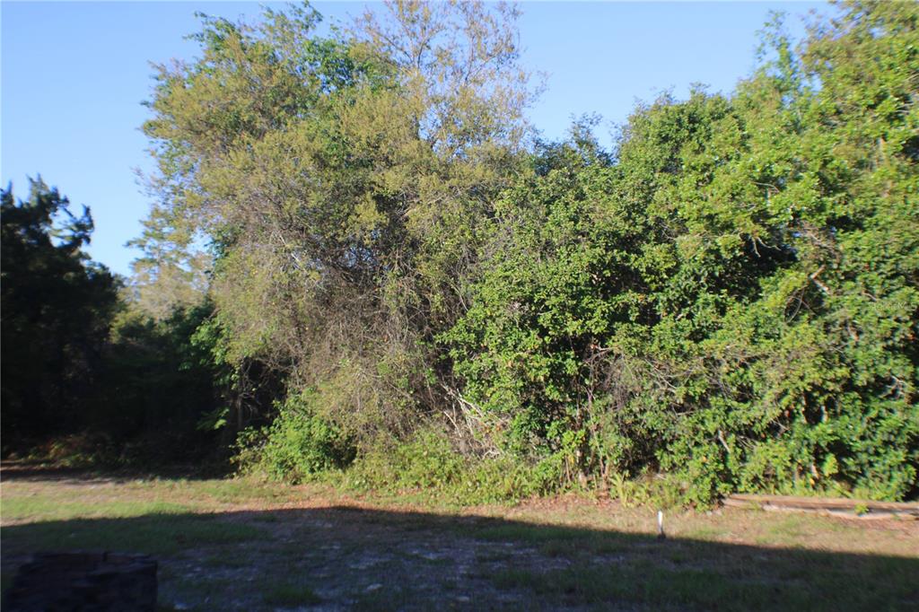 A grassy yard leads to a dense thicket of trees and overgrown vegetation — 3045 YORKSHIRE DRIVE, DELTONA, FL