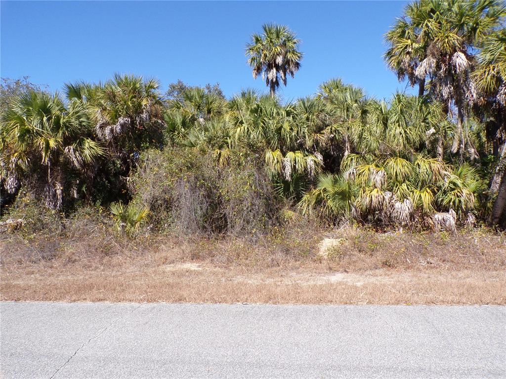A paved road runs in front of a dense thicket of palm trees and brush — LAS ALMANOS AVENUE, NORTH PORT, FL