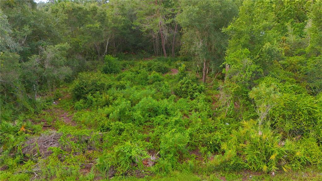 An aerial view of a densely wooded, undeveloped plot of land with thick green vegetation — COUNTY ROAD 42, PAISLEY, FL