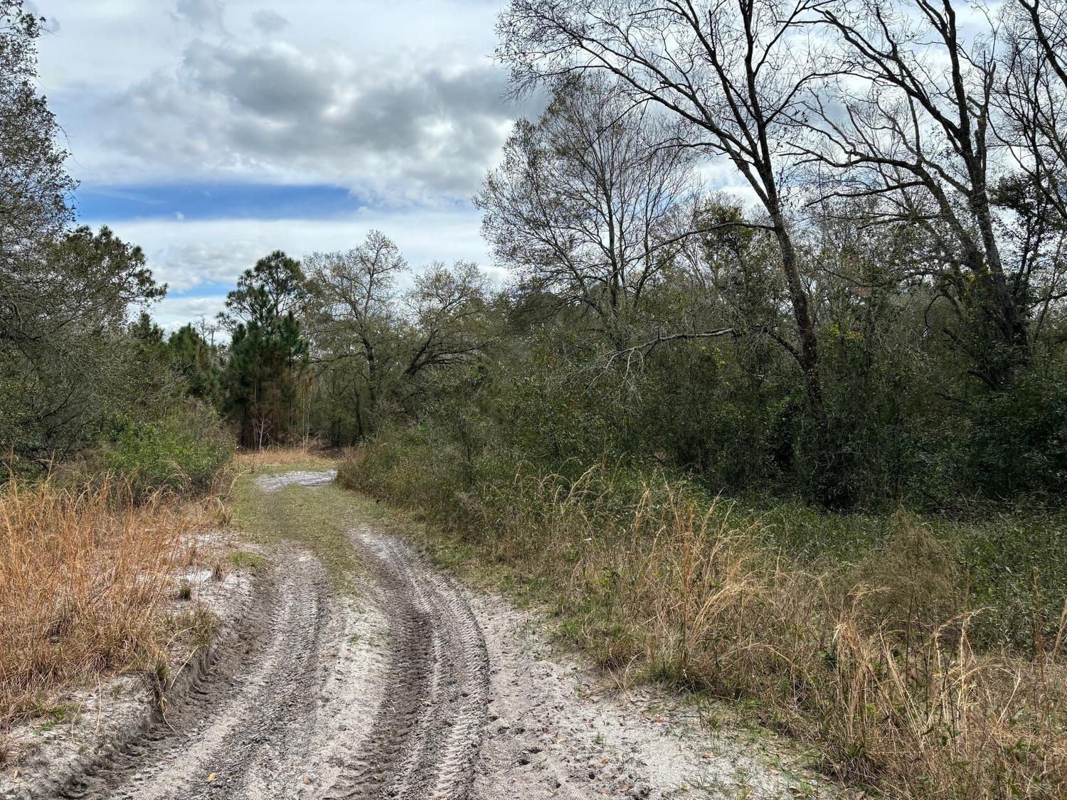 A dirt path with tire tracks winds through a wooded area under a cloudy sky — 0 County Rd 54, FL 33849, FL