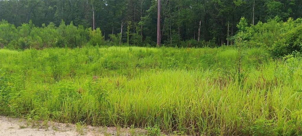 A grassy, overgrown vacant lot sits in front of a dense forest of trees — SW 18 STREET, OCALA, FL