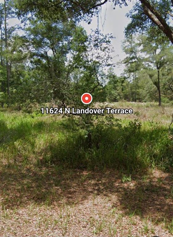 A vacant, wooded lot covered in tall grass and scattered trees under a bright sky — 11624 N LANDOVER TERRACE, DUNNELLON, FL