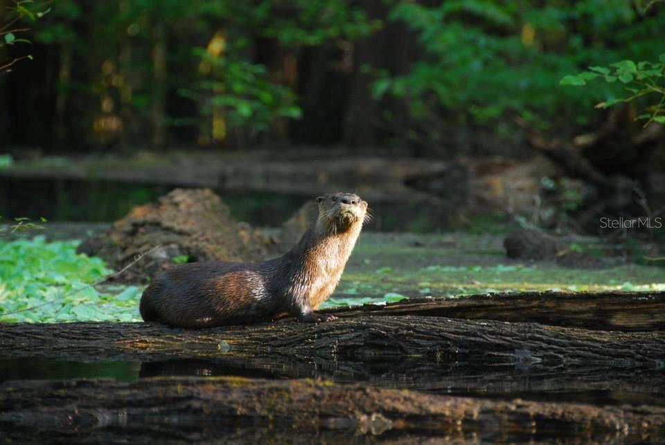 A North American river otter rests on a log in a wooded wetland area — 1376 RIVERSIDE AVENUE, FORT WHITE, FL
