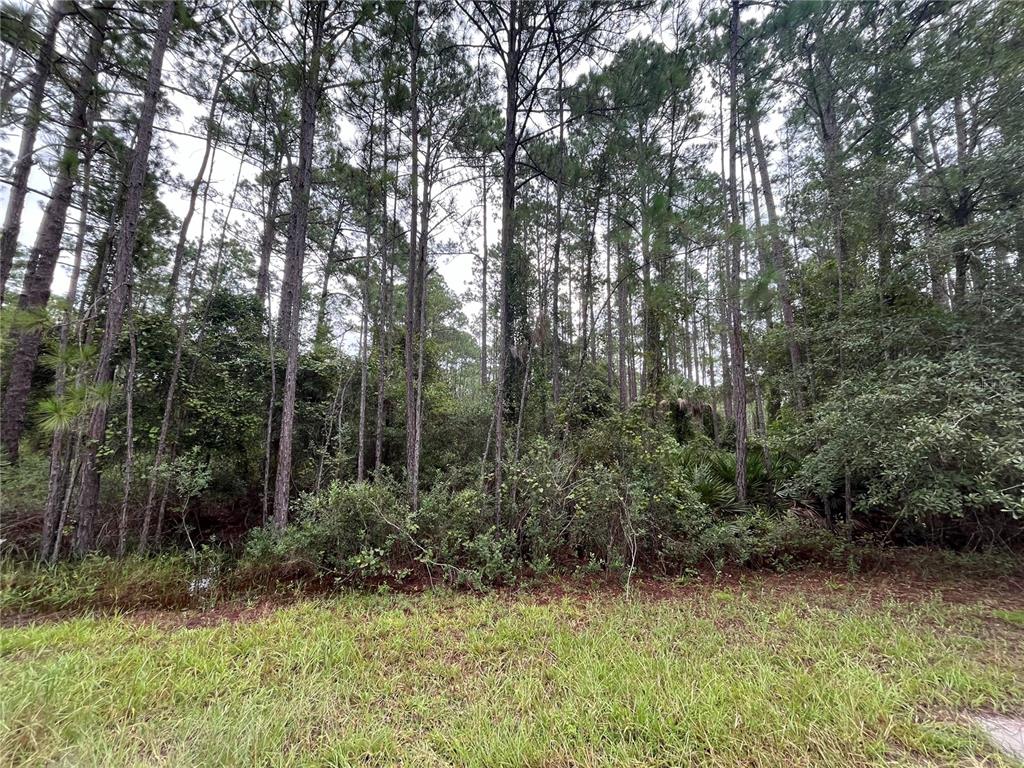 A grassy foreground leads to a dense wooded area with tall pine trees and underbrush — 117 MOSSWOOD STREET, GEORGETOWN, FL